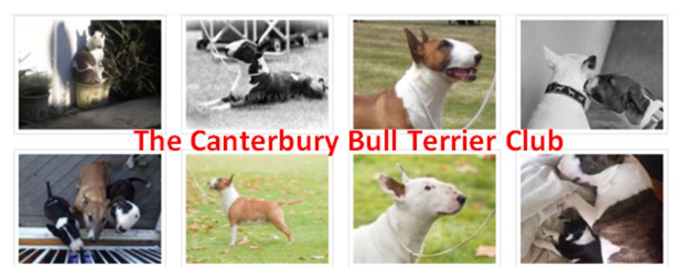 CANTERBURY BULL TERRIER CLUB